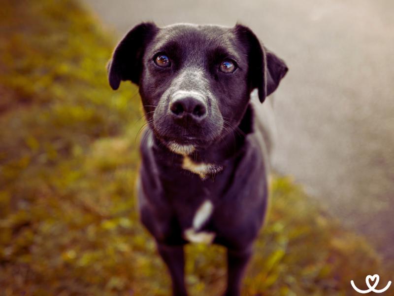 Psi-plemeno-patterdale-terier (8)